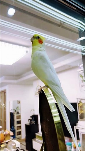 Adorable Cockatiel Jerry's Cute Singing and Dancing Moments ✨🦜💖 #cockatielscraze #birdsinging