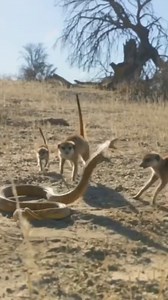 Animal Planet TV on Reels