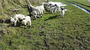 Lambs bouncing around ... love them so much! | Valais Blacknose Sheep Uk
