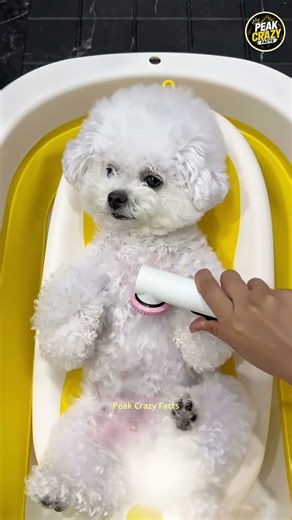 Tiny Puppy + Bath Time = Pure Cuteness! 😍#shorts #animals #viral #mustwatch #cute #pets# #dog #puppy