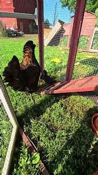 How Are The Kids? #WhittAcres #enjoynaturetoday #homesteadlife