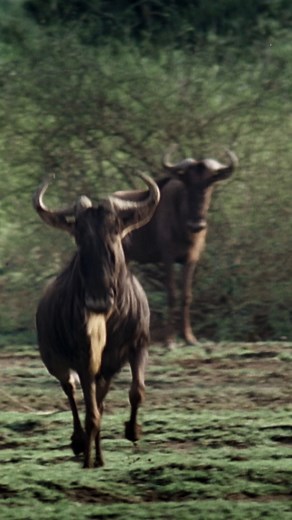 2.2K views | Wildebeest Dance Around the Plains #wildebeest #animal #dance | Exploring The World | Facebook