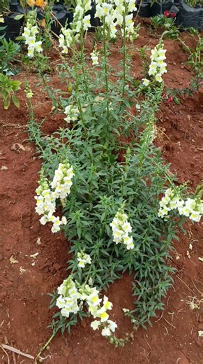 Garden snap dragon /Antirrhinum majus | Carnations Landscapes Kenya