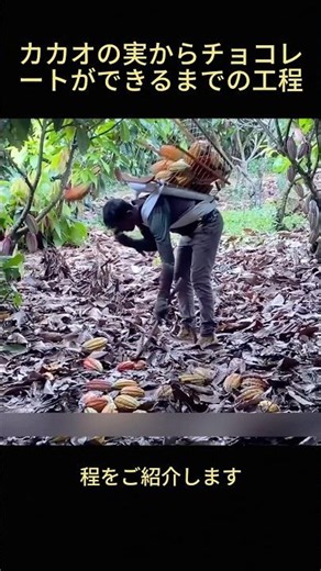 The Process of Turning Cacao Fruit into Chocolate #Chocolate #Cacao #FoodTrivia