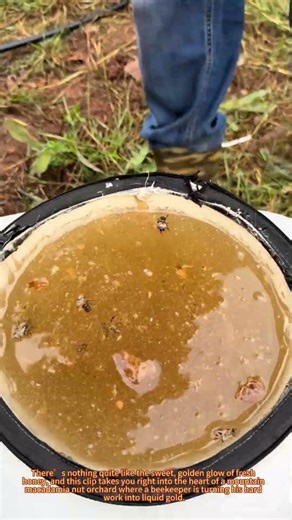 Harvesting & Filtering Honey | Macadamia Orchard Beekeeping