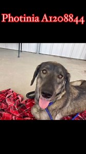 2.2K views · 45 reactions | PHOTINIA (1208844) Female, 2 years old,...