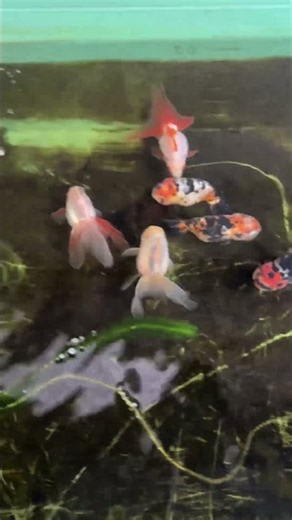 初心者金魚飼育 プラ舟80編令和8年9月18日 朝の様子