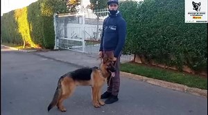 3K views · 129 reactions | ✔️Deuxième session de ce berger allemand Regardez comment il réagit aux exercices d'obéissance. C'est incroyable❤️❤️ Pour dresser vos chiens, veuillez appeler le numéro suivant: 06.94.44.23.94 Avec plaisir ❤️❤️ | Dressage de chien à Casablanca | Facebook