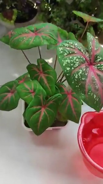 How to grow caladium plant☘️। Caladium plant care tips। Caladium plant care 👍। #caladium #caladiums