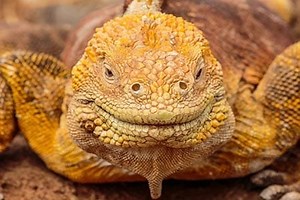 Galapagos Land Iguana - Facts, Where to see them, Behaviour & More