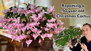 Repotting my Christmas cactus (Thanksgiving cactus) - with root pruning tips - Schlumbergera