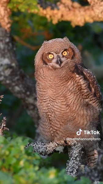 Adorable Sleepy Owls Compilation