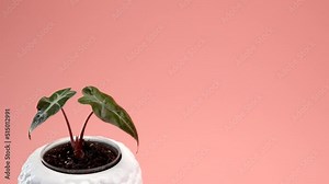 Man puts on the table Incredible Alocasia Polly, Alocasia bambini, flower in a white round pot on a pink borderless background. Pink cyclorama. Copy space. Stock Video
