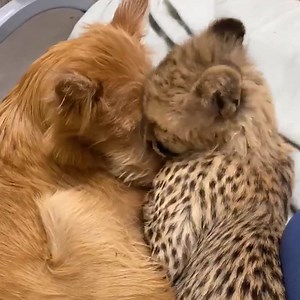 SNUGGLE TIME! ❤ Cincinnati Zoo's cheetah cub Kris and her companion Remus snuggle up together before going to bed. | WLWT