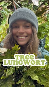 40K views · 671 reactions | Does this lichen look like lungs to you?...