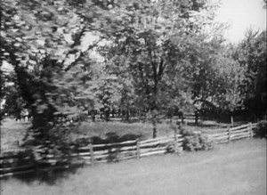 Prickly the Porcupine