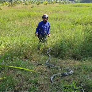 153K views · 480 reactions | Cattura il serpente gigante. | Scopri Gli Animali | Facebook