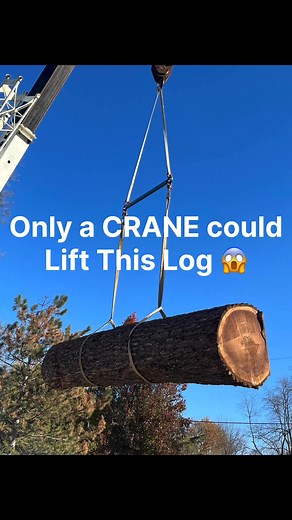 Only a CRANE could lift this Big Black Walnut! :) Giant 16’ long Black Walnut Live Edge Slabs! Watch the process, from the woods to you! #logging #logger #loggers #woodworking #woodworker #woodshop #liveedge #epoxy #counter #tabletop #log #timber #woods #johndeere #logtruck #liveedge #timber #hotshot #skidder #chainsaw #mill #woodmizer #sawmill #forest Old School Logging | Midwest Forestry LLC & Walnut Buyers