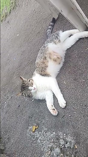 Gato 😻 cats #fbreelsfypｼ゚viralｼ #foryouｼ #fypｼ゚ #amazon #fans #seguidores #viralreelsｼ #viralvideo