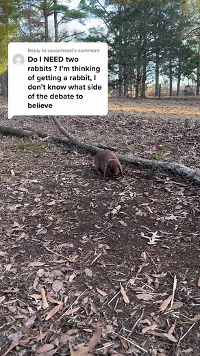 Do you need two rabbits for companionship?