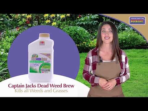 Bonide Captain Jacks Deadweed Brew Conc