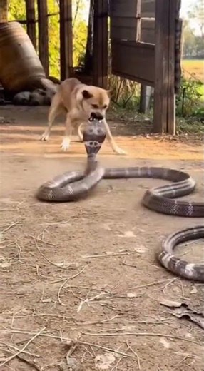 Dog Bites Snake Hard 🐕💥✊