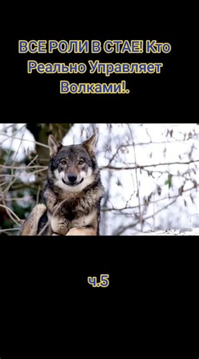 Understanding Wolf Pack Dynamics and Roles