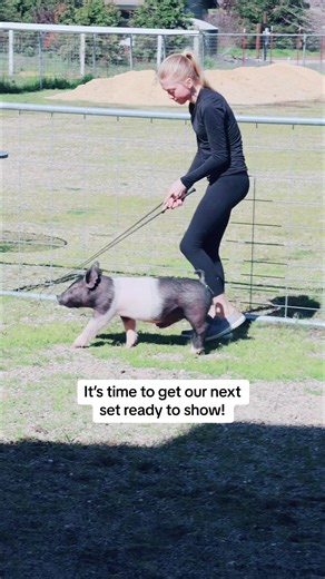 Effective Showpig Training Tips for Success