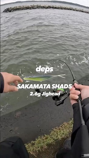 冬のおかっぱりバス釣り！定番のサカマタシャッドのジグヘッドをザブザブの護岸際でフワフワさせると… #バスフィッシング #fishing