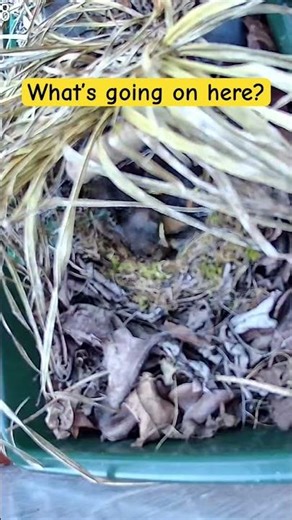 The job of a mother. Robin nest.