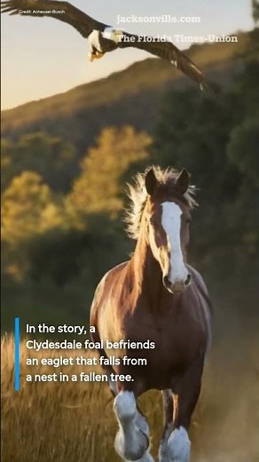 Budweiser brings back Clydesdales for Super Bowl, featuring Lynyrd Skynyrd