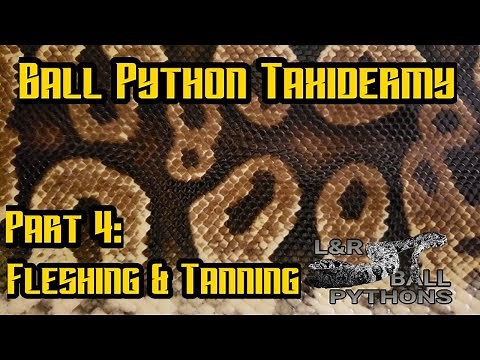 Ball python taxidermy part 4: fleshing and tanning pastel yellowbelly ball python. L&R Ball Pythons