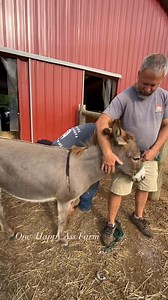 Yes, he tells them they are fine. We know when we need to move them. Barney loves our farrier. We are blessed with the best! #reels #onehappyassfarm #farrier #donkey | One Happy Ass Farm