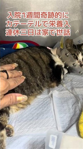 ハクビシンに襲われ大怪我‼️入院、治療費1週間48500円ノラオ君寄付を募ります PayPay yanekoza555 又は池田泉州銀行 藤井寺支店普通3079590 山ねこ座