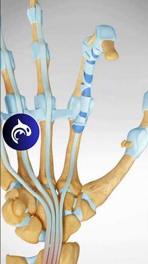 Trigger Finger - What happens inside your hand 4K 3D Animation