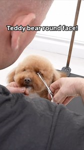 Teddy bear round face! Full video on our online platform #doggrooming | Northern California Grooming Academy