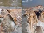 Moment alien-like sea creature washes ashore Malaysian beach