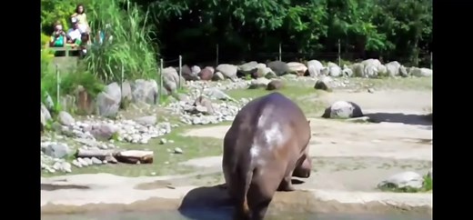 #hippo #poo #fling #ew #fyp