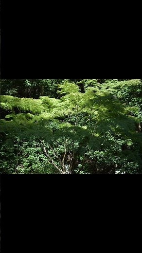 箕面、ただ歩く。#箕面の滝#箕面ハイキング#大阪の自然#森林浴#自然音#癒しの時間#散歩動画#4K自然