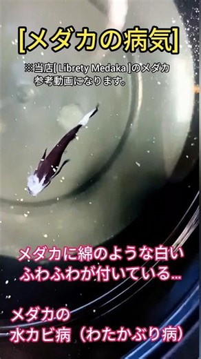 [メダカの病気]水カビ病について簡単説明… #メダカの病気 #めだかの病気 #水カビ病 #めだか飼育 #メダカ飼育 #メダカ #めだか #改良メダカ #めだか病気 #メダカ病気 #shots