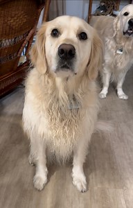 16K views · 3.2K reactions | Dis Rosebud Has Bad Hairs. Bubbacini, Love Her Anyway Expert | Along Came Polly, Rosie and Bubba | Facebook