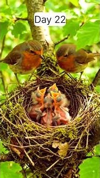 From Egg to First Flight | European Robin Life Cycle! 🐣🐦 #shorts