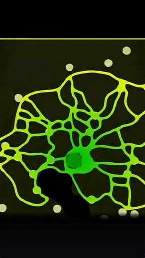 How Slime Mold Solves Mazes 🤔😱 #abhidox #slimemold #fungus #sciencefacts #japan