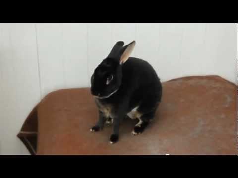 Lapin qui cri ...