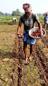 3.4M views · 11K reactions | Planting Onions for Seed Producion: Hi...