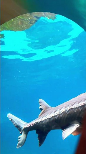 Exploring Biodome Montreal |Amazing Live Animals & Nature Experience!🇨🇦🐧🦜 #shorts #biodome