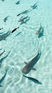 Can spend the whole day admiring these beauties 🦈 📷: @birdeye.mv #WorldsLeadingDestination2022 #VisitMaldives #SunnySideofLife | Visit Maldives