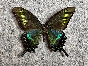 Alpine Black Swallowtail Butterfly, Papilio Maackii, SUMMER Form, Wings Folded, UNMOUNTED, Preserved, Dried, Real, Papered - Etsy