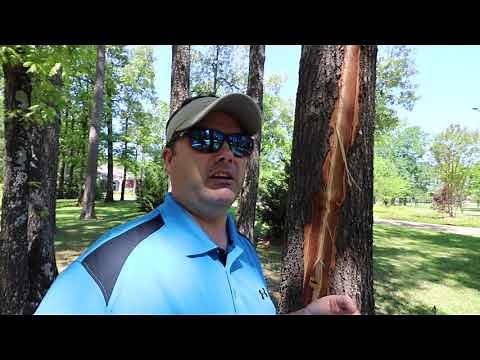 When the Lightning Strikes Your Tree!