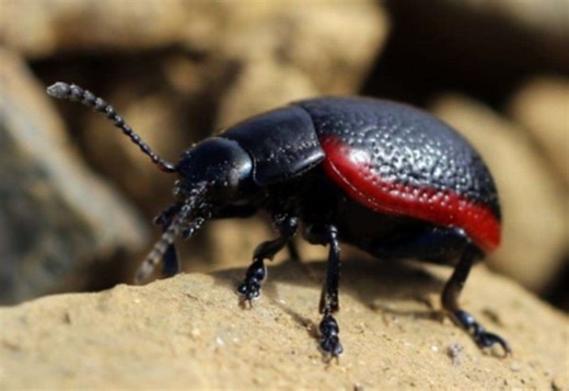 School pupils in Unst new name for rare beastie